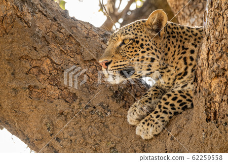 Wild leopard over tree looking into the distance Wild leopard over tree looking into the distance 62259558
