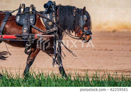 Work horse profile leading a cart over onion field 62259561