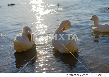 Ducks grooming 62259562