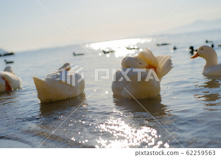 Grooming the duck and sky Grooming the duck and sky 62259563