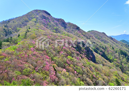 西赤石山，曙紅杜鵑花盛開 62260171