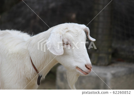 Goat  62260852