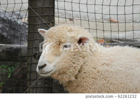 sheep  62261232