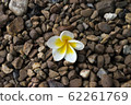 Plumeria flower on rock background. Plumeria flower on rock background. 62261769