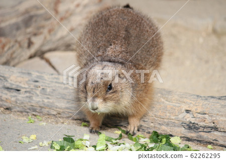 Prairie dog 62262295