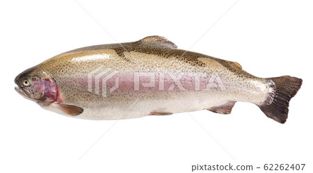 Fresh raw Karelian lake rainbow trout   62262407