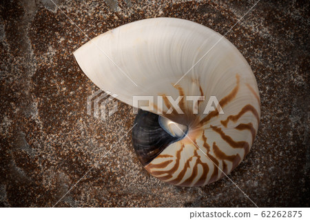 Living fossil, nautilus Living fossil, nautilus 62262875
