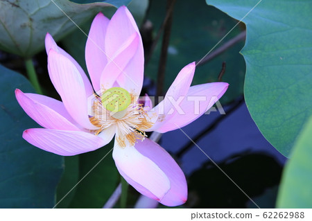 夏天池塘里的明亮蓮花 夏天池塘里的明亮蓮花 62262988