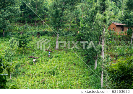 Lushoto, Tanzania - january 2020: A women carrying firewood logs on their heads gping through the mountain jungle in Usambara Mountains Lushoto, Tanzania - january 2020: A women carrying firewood logs on their heads gping through the mountain jungle in Usambara Mountains 62263623