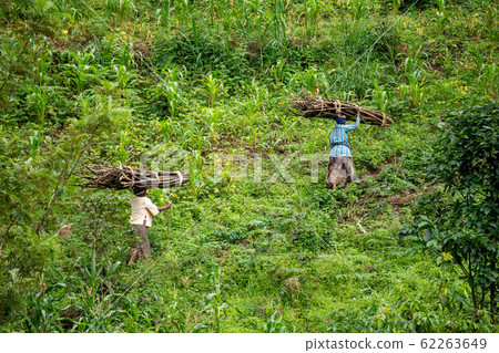 Lushoto, Tanzania - january 2020: A women carrying firewood logs on their heads gping through the mountain jungle in Usambara Mountains Lushoto, Tanzania - january 2020: A women carrying firewood logs on their heads gping through the mountain jungle in Usambara Mountains 62263649