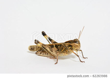 汽車蚱蜢 汽車蚱蜢 62263986