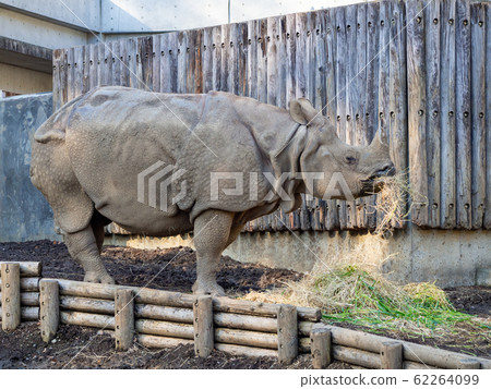 Indian Ring 62264099