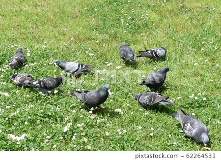 Swarm of swallowtail 62264531