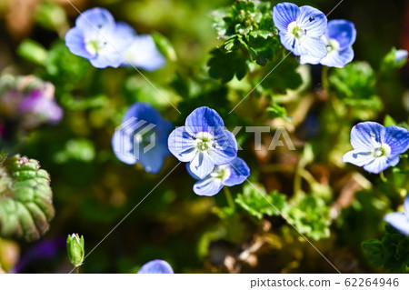 波斯Speedwell 波斯Speedwell 62264946