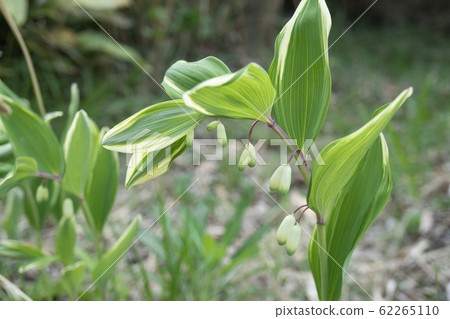Amadokoro with curved stem Amadokoro with curved stem 62265110