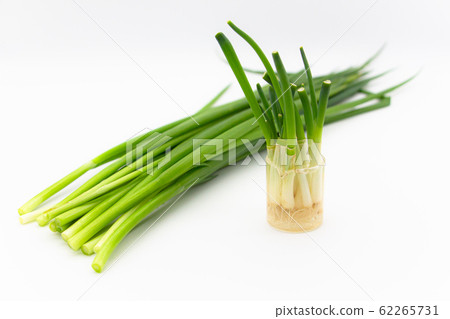 蔥栽培再生蔬菜廚房菜園 62265731