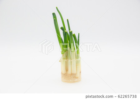 蔥栽培再生蔬菜廚房菜園 62265738