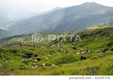 Sheep graze in the mountains. Traditional economy 62265776