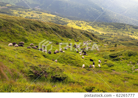 Sheep graze in the mountains. Traditional economy 62265777