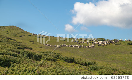 Sheep graze in the mountains. Traditional economy 62265778