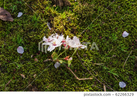 美麗的櫻花即使落下 62266329