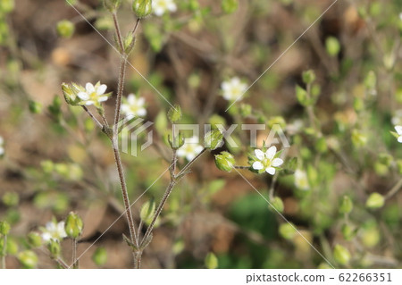 花無心菜 照片素材 圖片 圖庫