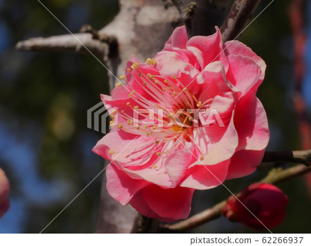 Plum blossom red plum 62266937