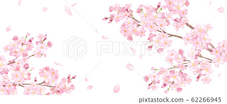 Spring flowers: cherry blossoms and falling petal asymmetric background watercolor illustration Spring flowers: cherry blossoms and falling petal asymmetric background watercolor illustration 62266945