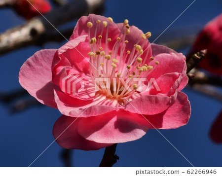 Plum blossom red plum 62266946