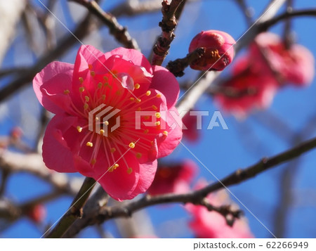 Plum blossom red plum 62266949