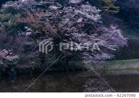 Cherry Blossoms at the Imperial Palace Cherry Blossoms at the Imperial Palace 62267090