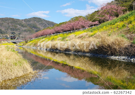 Yasuda河上的Kawazu櫻花（千葉縣久安町） 62267342