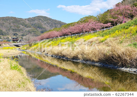Kawazu cherry blossoms and rape blossoms blooming on the banks of the Hotagawa River (Kyonan Town, Chiba Prefecture) 62267344