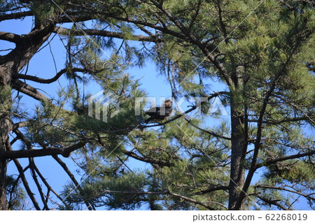 Tobi perching on a pine tree 62268019