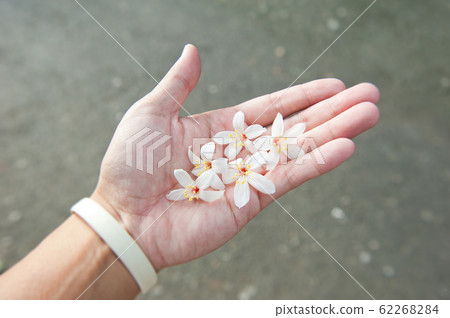 手上捧著白色油桐花, 五月雪, 客家桐花季,木油桐花 62268284