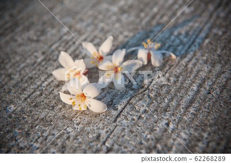 掉落在地上的白色油桐花 五月雪 客家桐花季 木油桐花 苗栗 三芝 古坑 照片素材 圖片 6226 圖庫
