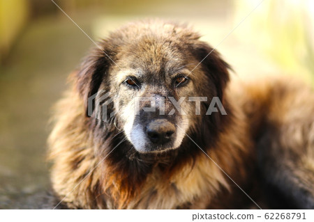 Old age abandoned street stray dog. Close up shot. 62268791