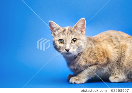 Gray tabby cat on a blue background is looking at the camera. Animal portrait. Pet. Place for text. Copy space Gray tabby cat on a blue background is looking at the camera. Animal portrait. Pet. Place for text. Copy space 62268907