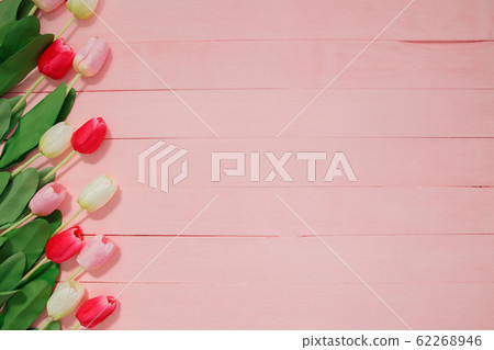 Beautiful tulips on pink background. Beautiful tulips on pink background. 62268946
