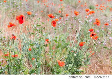 Wild red poppies growing on a summer meadow Wild red poppies growing on a summer meadow 62269333