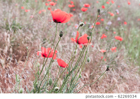 Poppies growing on a summer meadow, close-up Poppies growing on a summer meadow, close-up 62269334