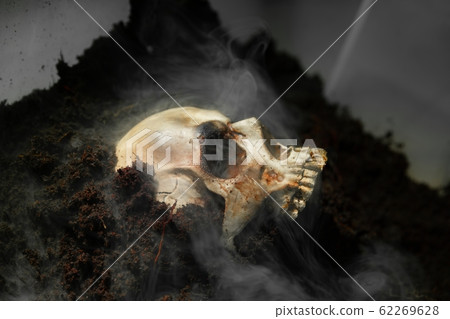 Skull of a dead man in on the ground Skull of a dead man in on the ground 62269628