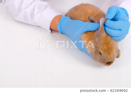 Veterinary hands with blue glove check or analysis little brown rabbit ear Veterinary hands with blue glove check or analysis little brown rabbit ear 62269692