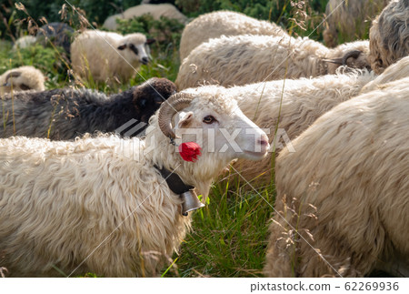 Sheep graze in the mountains. Traditional economy Highlanders 62269936