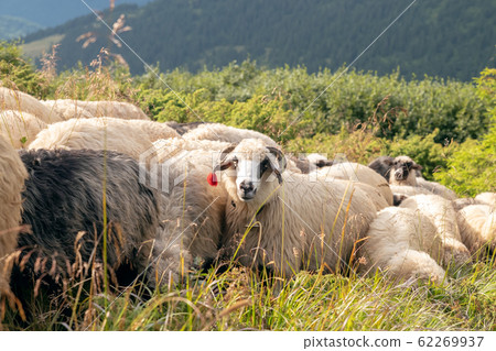 Sheep graze in the mountains. Traditional economy Highlanders 62269937