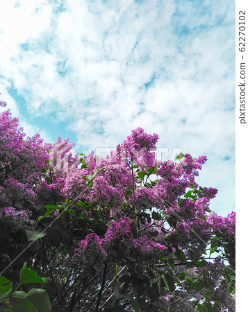Spring bush of lilac blossoms outdoors on a blue Spring bush of lilac blossoms outdoors on a blue 62270102