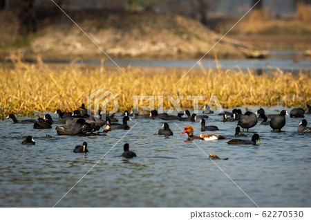 Red crested pochard in naturally colorful background of keoladeo. wildlife scenery frame at keoladeo national park or bird sanctuary, bharatpur, rajasthan, india - Netta rufina Red crested pochard in naturally colorful background of keoladeo. wildlife scenery frame at keoladeo national park or bird sanctuary, bharatpur, rajasthan, india - Netta rufina 62270530