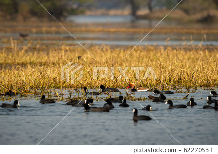 Red crested pochard in naturally colorful background of keoladeo. wildlife scenery frame at keoladeo national park or bird sanctuary, bharatpur, rajasthan, india - Netta rufina Red crested pochard in naturally colorful background of keoladeo. wildlife scenery frame at keoladeo national park or bird sanctuary, bharatpur, rajasthan, india - Netta rufina 62270531