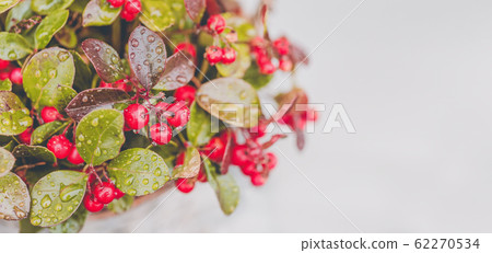 Wintergreen plant with red berries after rain Wintergreen plant with red berries after rain 62270534