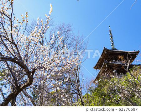 桑基恩（李子） 62270687